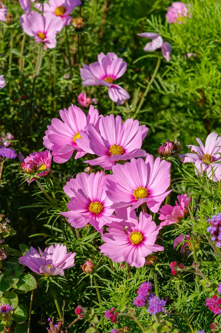 Cosmos